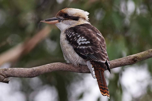 Feather - Kookaburra Feather Necklace