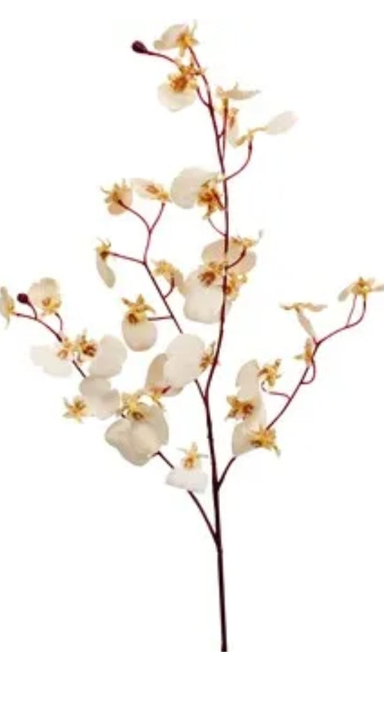 Flowers - Orchid assorted FOA