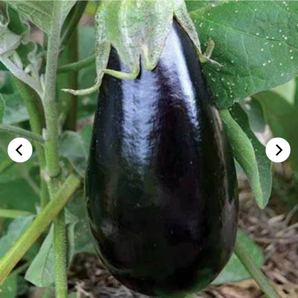 Seeds - Heirloom Seeds Eggplant VSEP 2024