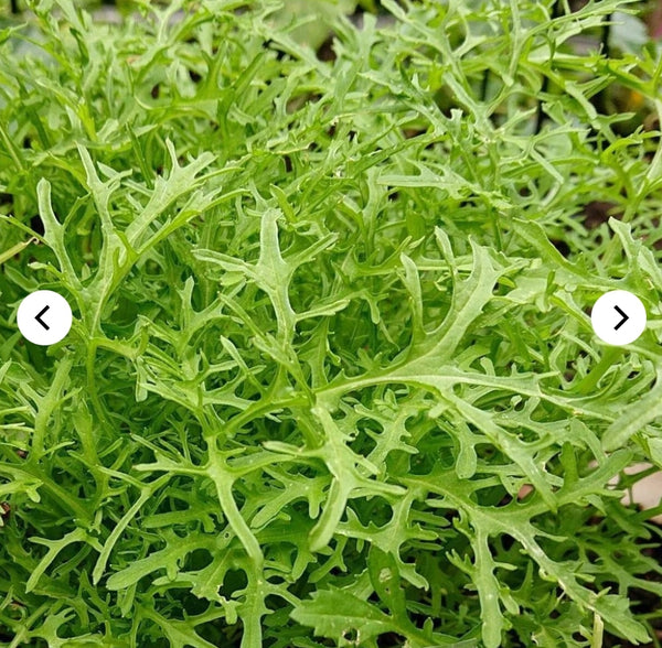 Seeds - Heirloom Seeds Mustard MGG 2024