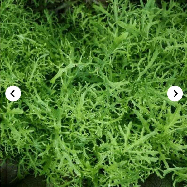 Seeds - Heirloom Seeds Mustard MGG 2024