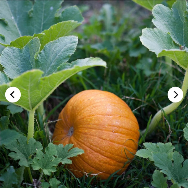 Seeds - Heirloom Seeds Pumpkin PSS 2024